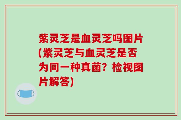 紫灵芝是血灵芝吗图片(紫灵芝与血灵芝是否为同一种真菌？检视图片解答)