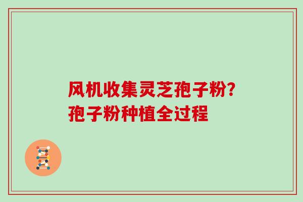 风机收集灵芝孢子粉?孢子粉种植全过程