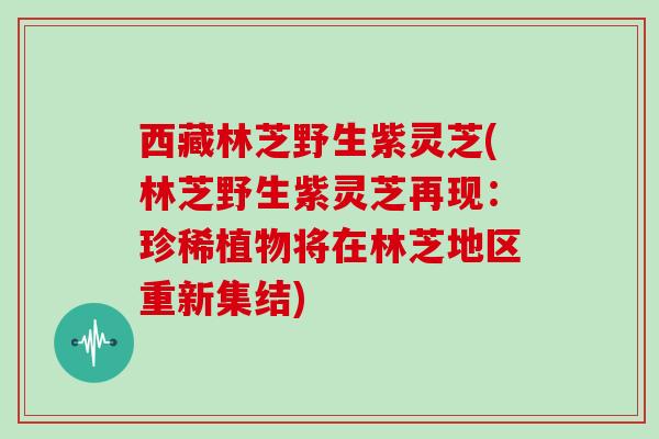 西藏林芝野生紫灵芝(林芝野生紫灵芝再现:珍稀植物将在林芝地区重新集结)