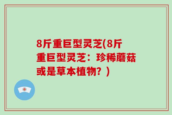 8斤重巨型灵芝(8斤重巨型灵芝：珍稀蘑菇或是草本植物？)