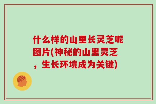 什么样的山里长灵芝呢图片(神秘的山里灵芝,生长环境成为关键)