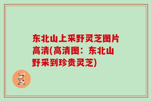 东北山上采野灵芝图片高清(高清图：东北山野采到珍贵灵芝)