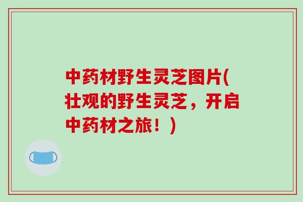 中药材野生灵芝图片(壮观的野生灵芝，开启中药材之旅！)