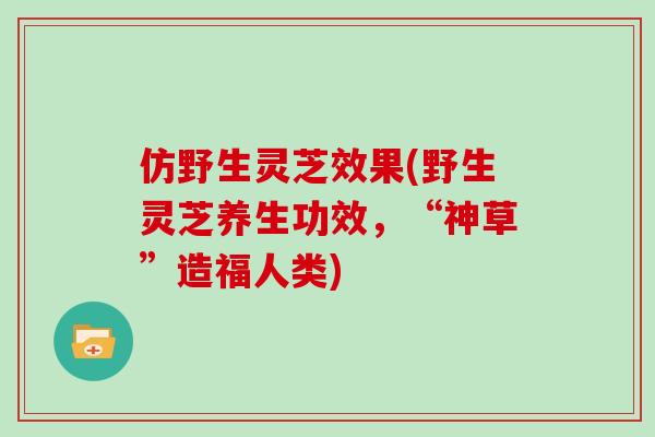 仿野生灵芝效果(野生灵芝养生功效,“神草”造福人类)