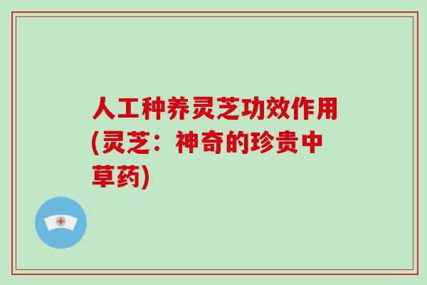 人工种养灵芝功效作用(灵芝:神奇的珍贵中草药)