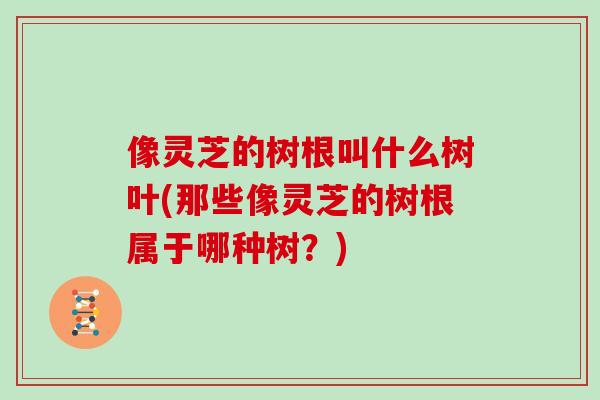 像灵芝的树根叫什么树叶(那些像灵芝的树根属于哪种树？)