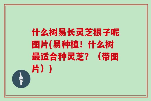什么树易长灵芝根子呢图片(易种植!什么树最适合种灵芝?(带图片))