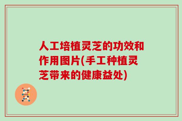 人工培植灵芝的功效和作用图片(手工种植灵芝带来的健康益处)