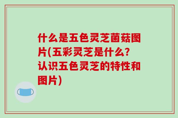 什么是五色灵芝菌菇图片(五彩灵芝是什么?认识五色灵芝的特性和图片)