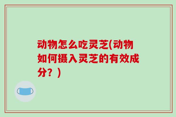 动物怎么吃灵芝(动物如何摄入灵芝的有效成分?)