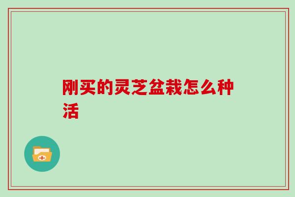 刚买的灵芝盆栽怎么种活