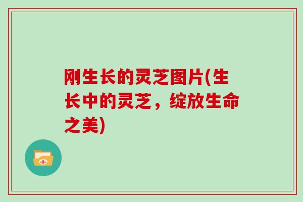 刚生长的灵芝图片(生长中的灵芝,绽放生命之美)