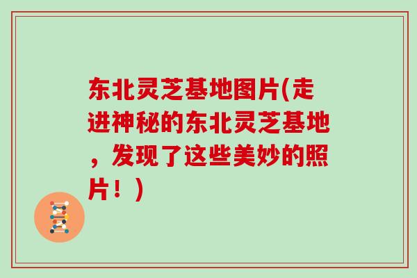 东北灵芝基地图片(走进神秘的东北灵芝基地,发现了这些美妙的照片!)