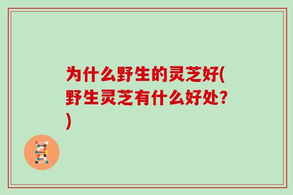 为什么野生的灵芝好(野生灵芝有什么好处？)