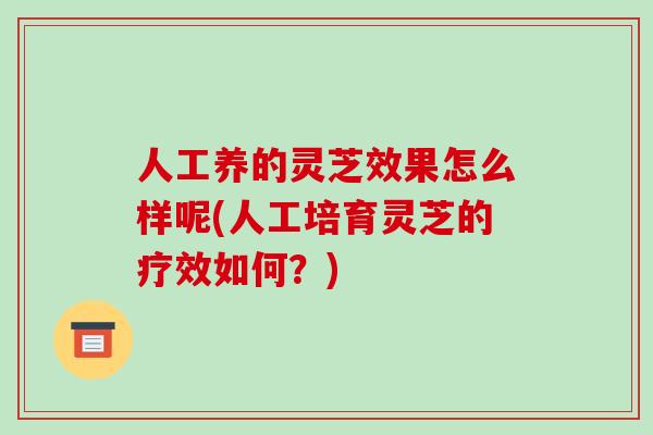 人工养的灵芝效果怎么样呢(人工培育灵芝的疗效如何?)