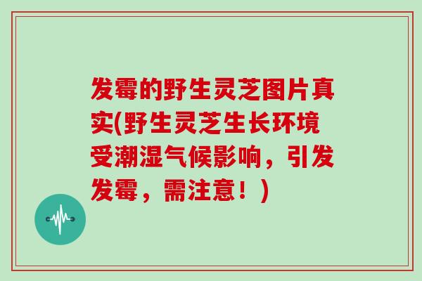 发霉的野生灵芝图片真实(野生灵芝生长环境受潮湿气候影响,引发发霉,需注意!)