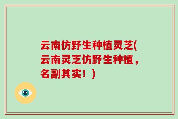 云南仿野生种植灵芝(云南灵芝仿野生种植,名副其实!)