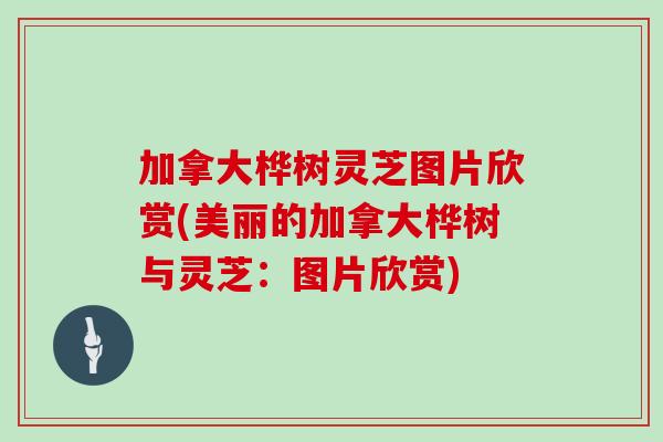加拿大桦树灵芝图片欣赏(美丽的加拿大桦树与灵芝:图片欣赏)