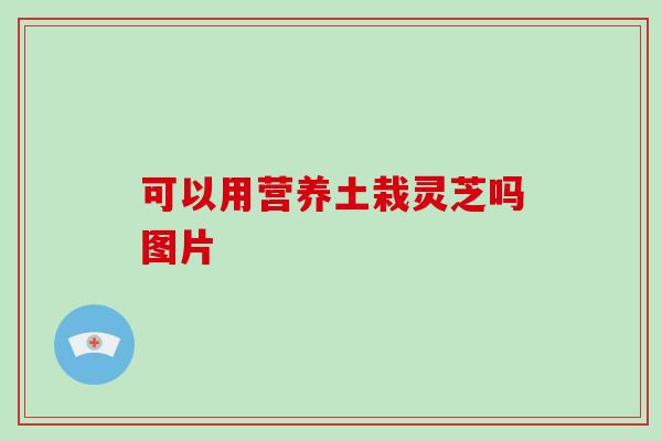 可以用营养土栽灵芝吗图片
