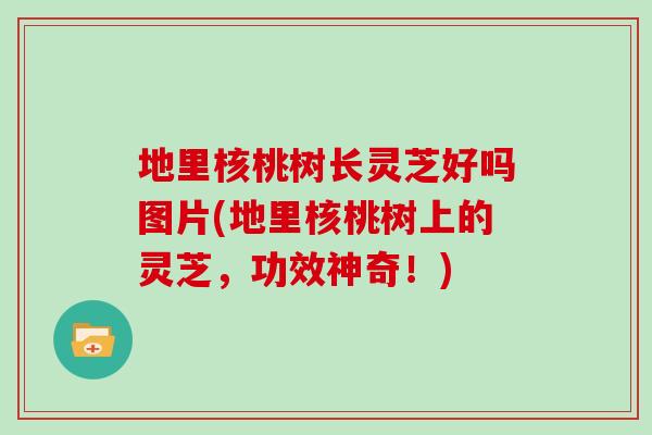 地里核桃树长灵芝好吗图片(地里核桃树上的灵芝，功效神奇！)
