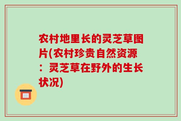农村地里长的灵芝草图片(农村珍贵自然资源:灵芝草在野外的生长状况)