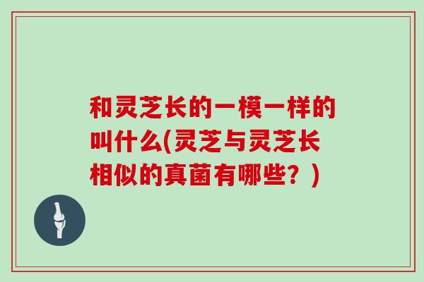 和灵芝长的一模一样的叫什么(灵芝与灵芝长相似的真菌有哪些?)