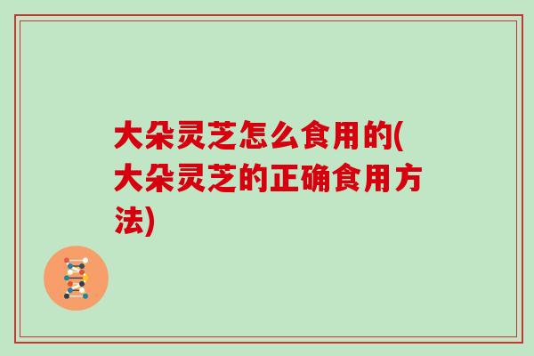 大朵灵芝怎么食用的(大朵灵芝的正确食用方法)