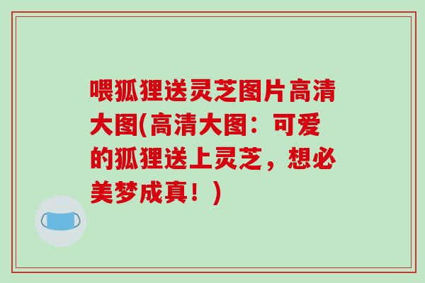 喂狐狸送灵芝图片高清大图(高清大图：可爱的狐狸送上灵芝，想必美梦成真！)