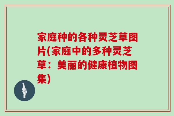 家庭种的各种灵芝草图片(家庭中的多种灵芝草：美丽的健康植物图集)