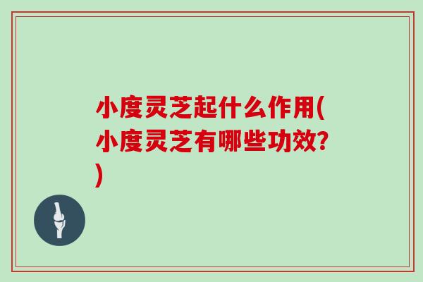 小度灵芝起什么作用(小度灵芝有哪些功效?)