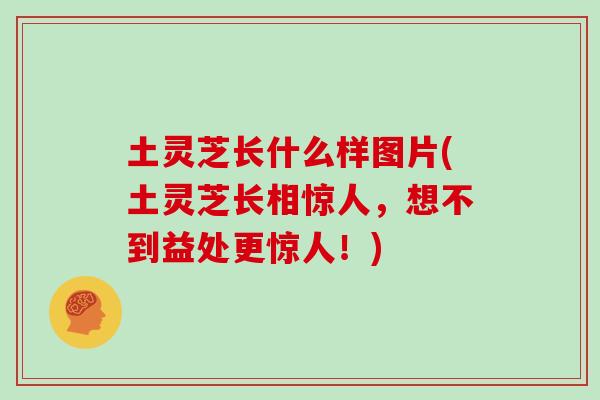 土灵芝长什么样图片(土灵芝长相惊人,想不到益处更惊人!)