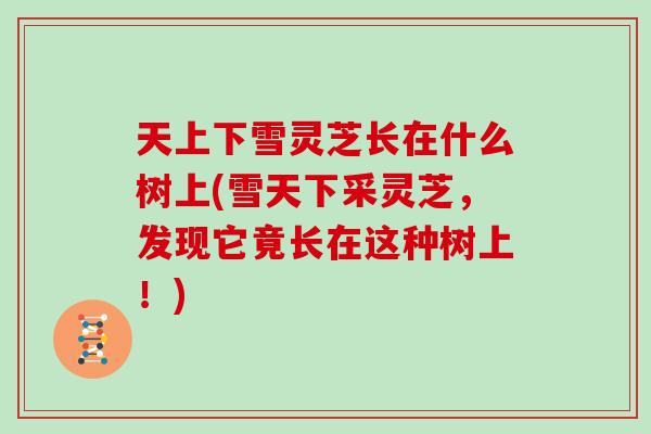 天上下雪灵芝长在什么树上(雪天下采灵芝，发现它竟长在这种树上！)