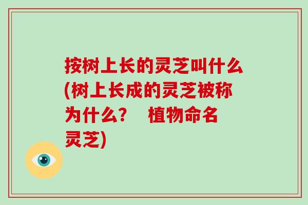 按树上长的灵芝叫什么(树上长成的灵芝被称为什么？  植物命名灵芝)