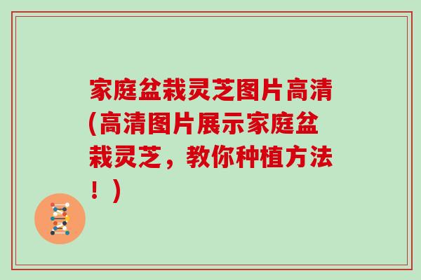 家庭盆栽灵芝图片高清(高清图片展示家庭盆栽灵芝,教你种植方法!)