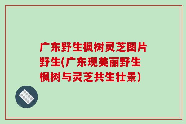 广东野生枫树灵芝图片野生(广东现美丽野生枫树与灵芝共生壮景)