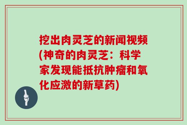 挖出肉灵芝的新闻视频(神奇的肉灵芝:科学家发现能抵抗肿瘤和氧化应激的新草药)