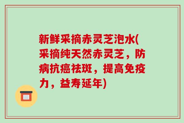 新鲜采摘赤灵芝泡水(采摘纯天然赤灵芝,防病抗癌祛斑,提高免疫力,益寿延年)