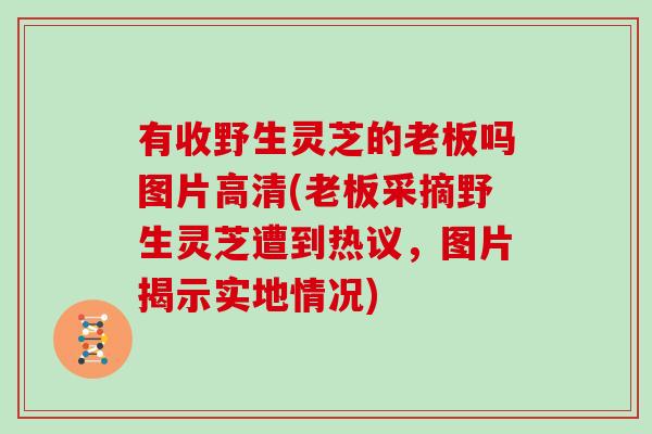 有收野生灵芝的老板吗图片高清(老板采摘野生灵芝遭到热议,图片揭示实地情况)