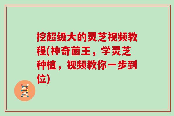 挖超级大的灵芝视频教程(神奇菌王,学灵芝种植,视频教你一步到位)