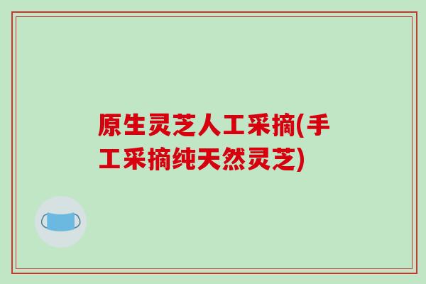 原生灵芝人工采摘(手工采摘纯天然灵芝)