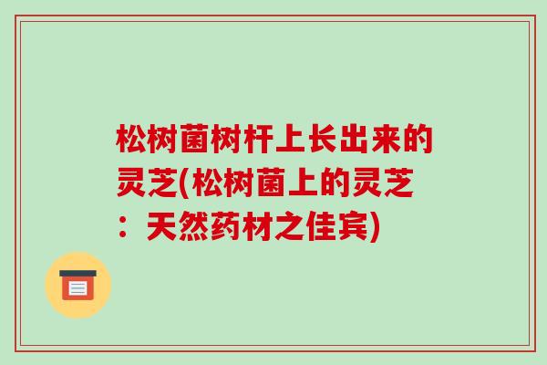 松树菌树杆上长出来的灵芝(松树菌上的灵芝:天然药材之佳宾)
