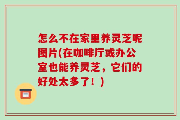 怎么不在家里养灵芝呢图片(在咖啡厅或办公室也能养灵芝，它们的好处太多了！)