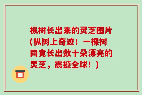 枞树长出来的灵芝图片(枞树上奇迹！一棵树同竟长出数十朵漂亮的灵芝，震撼全球！)