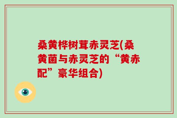 桑黄桦树茸赤灵芝(桑黄菌与赤灵芝的“黄赤配”豪华组合)