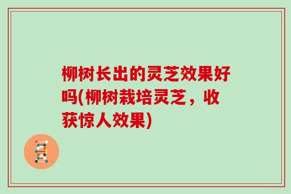 柳树长出的灵芝效果好吗(柳树栽培灵芝,收获惊人效果)
