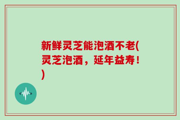 新鲜灵芝能泡酒不老(灵芝泡酒,延年益寿!)