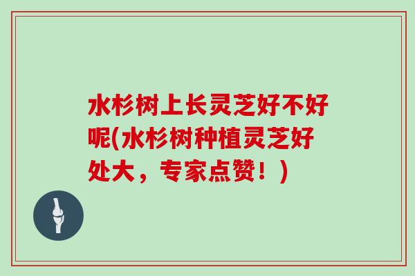 水杉树上长灵芝好不好呢(水杉树种植灵芝好处大,专家点赞!)