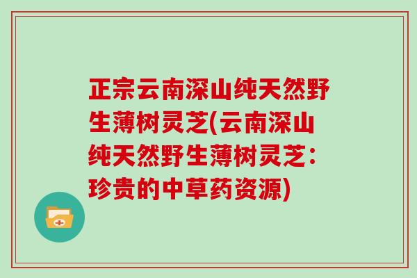 正宗云南深山纯天然野生薄树灵芝(云南深山纯天然野生薄树灵芝：珍贵的中草药资源)