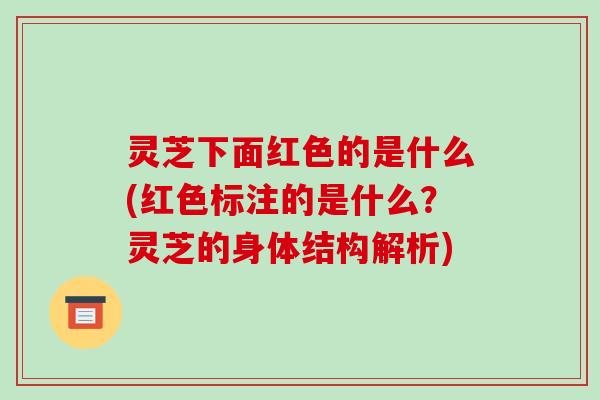 灵芝下面红色的是什么(红色标注的是什么?灵芝的身体结构解析)
