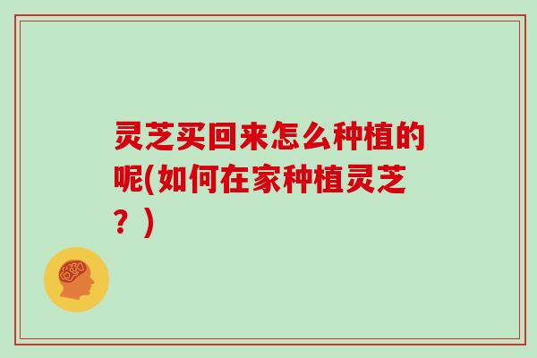 灵芝买回来怎么种植的呢(如何在家种植灵芝?)